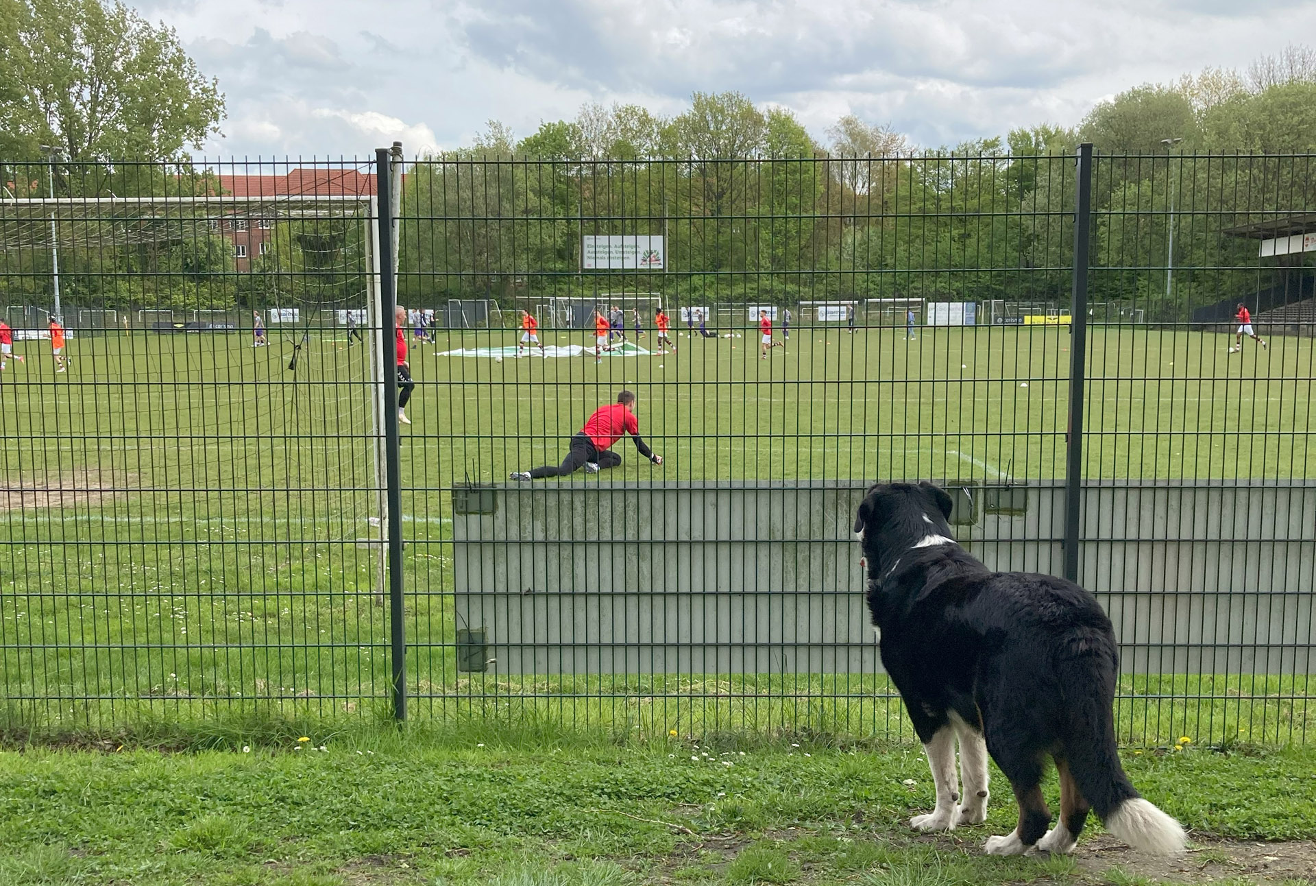 Ein Hund hätte dem Spiel gutgetan